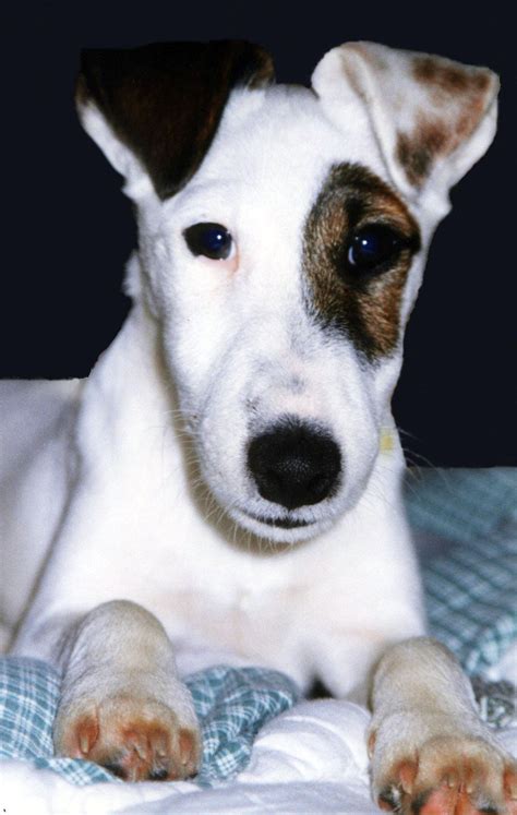 Smooth Fox Terriers