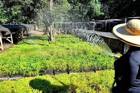 Vivero Forestal de ITAIPU sembró más de 580 000 plantines nativos en el