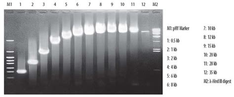 LA Taq DNA Polymerase A High Fidelity PCR Enzyme For Long Range PCR