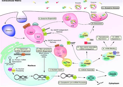 Biogenesis Of Mirnas And Their Loading Into Endosomes Which Are