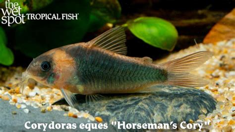 Corydoras eques - Tropical Freshwater Fish For Sale Online - The Wet ...