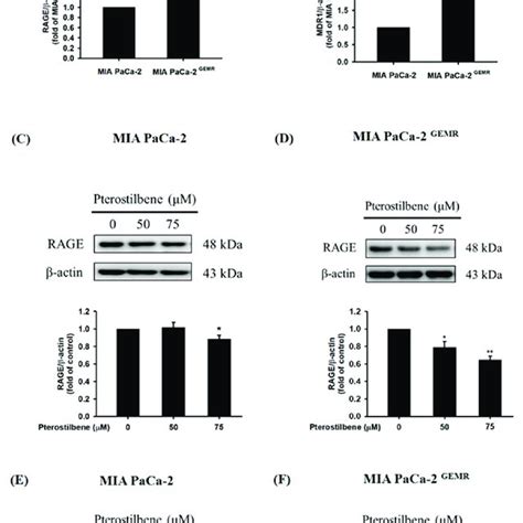 Effect Of Pterostilbene On RAGE And MDR1 Protein Expression In MIA