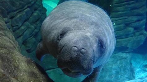 Manatees return to ZooTampa after rehabilitation in Ohio | wtsp.com