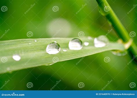 Green Grass With Raindrops Macro Photography Summer Background Stock