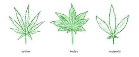 Botanical difference between species of the Cannabaceae family ...