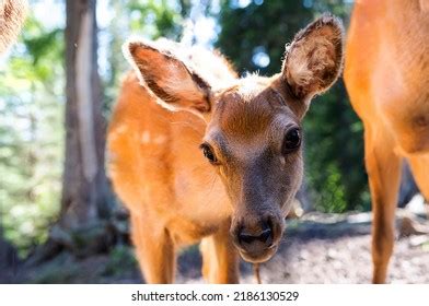 1 026 Deer With Offspring Images Stock Photos Vectors Shutterstock