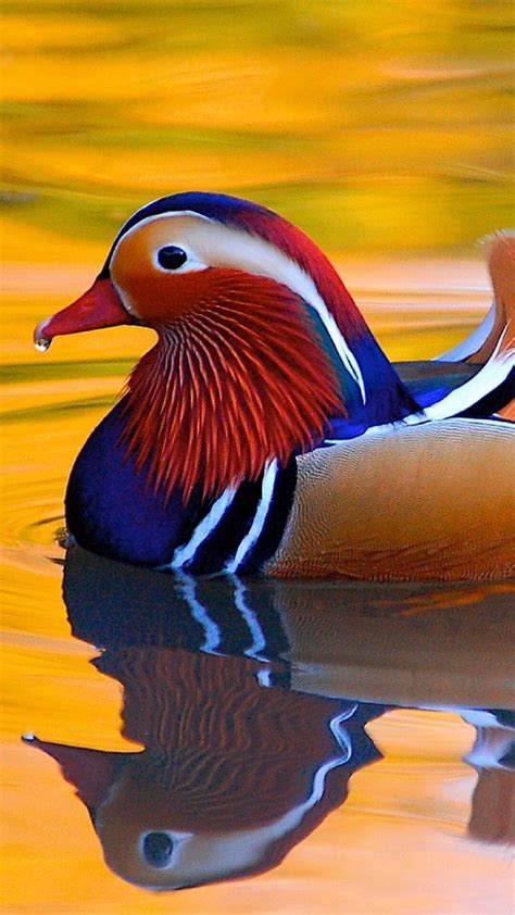 Mandarin Duck Hd