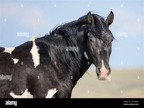 A Black Mustang Horse Portrait And Looking At The Camera In Mccullough