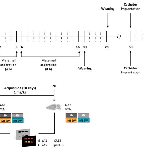 Schematic Representation Of The Experimental Schedule A Schematic