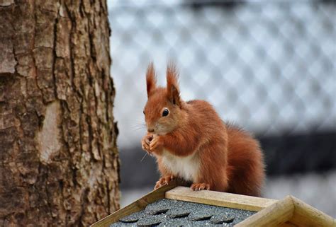 Comment Les Cureuils Se Pr Parent Pour L Hiver Astuces Et