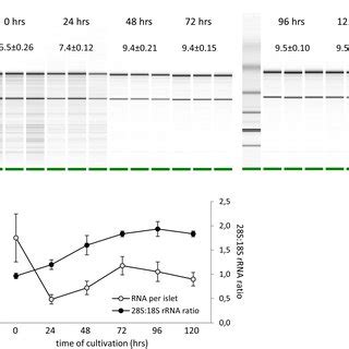 Dithizone Staining Of Islets Cultivated For Different Time