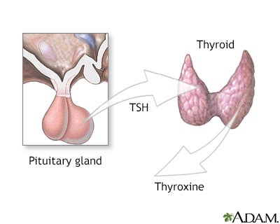 Thyroid Stimulating Hormone Test Purpose Procedure Result 52 OFF