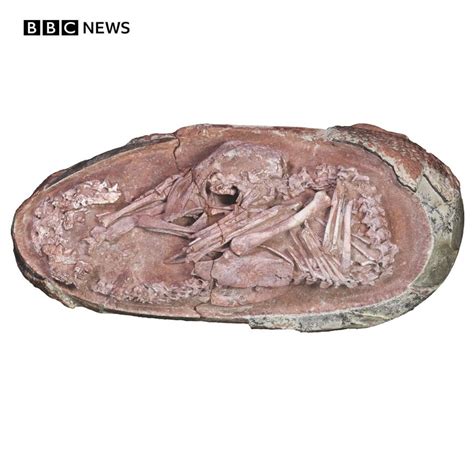 Sarah Jones Reports On Twitter Perfectly Preserved Dinosaur Embryo