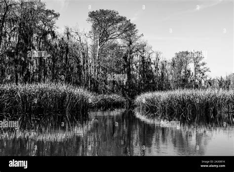 scenic louisiana black  white stock  images alamy