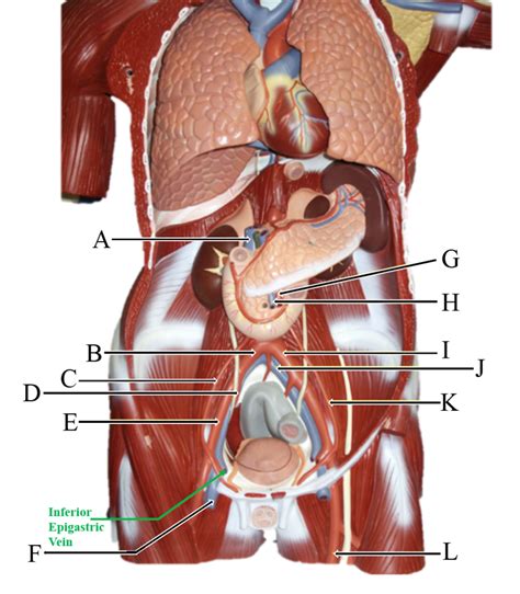 AP 2 Lab Mastering Diagram 6 Diagram Quizlet