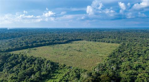 Amazônia perdeu área de floresta maior que o Espírito Santo em cinco anos