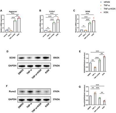 Frontiers Intra Articular Injection Of Kartogenin Promotes