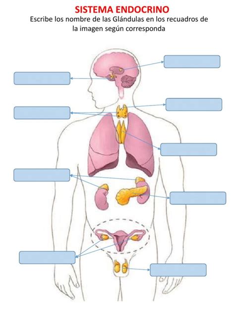 Sistema Endocrino Y Sus Partes Images And Photos Finder Images