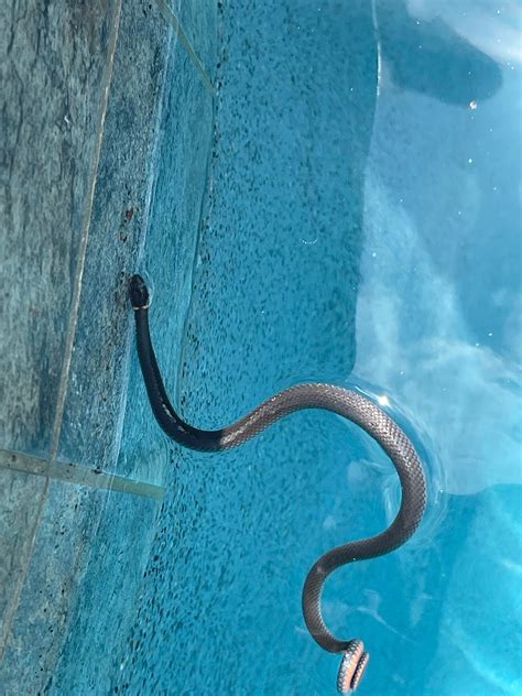 Beautiful Ringneck snake in Northern Florida. Rescued and released. : r/snakes