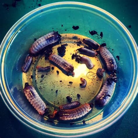 Beetle Larvae Learn About Nature