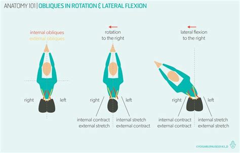 Anatomy 101 The Core — Yogaru Rectus Abdominis Muscle Body Joints Muscle Body