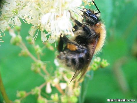 Hymenoptera > Apidae > species > Bombus_pascuorum