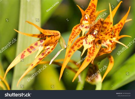 Tropical Dry Forest Orchids