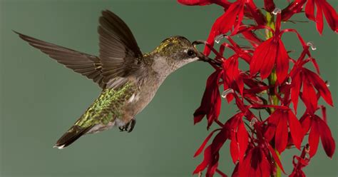 Best Flowers for Hummers How To Attract Birds, How To Attract