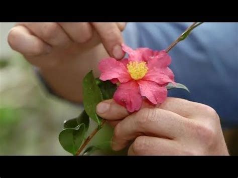 12 Características de la Camelia Sasanqua Bricomanía YouTube