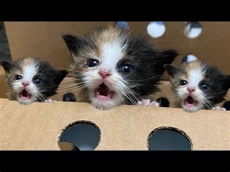 SAVE ME Rescue Poor Baby Cats Abandoned By Inhuman Adopted Three