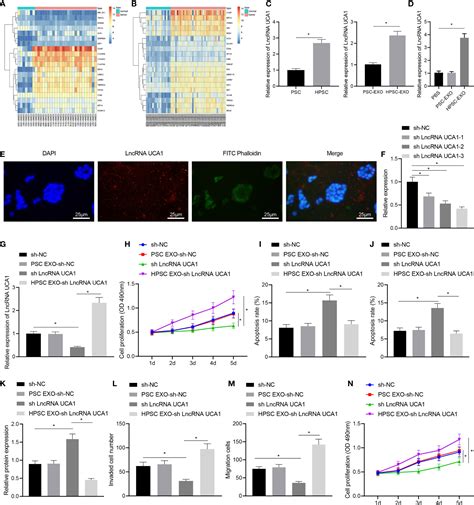 Frontiers Exosomal Lncrna Uca1 Derived From Pancreatic Stellate Cells