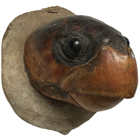 Taxidermia: Cabeça de TARTARUGA MARINHA Origem Européia, Original do