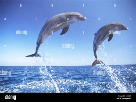 Bottlenosed Dolphins Wild Hi Res Stock Photography And Images Alamy