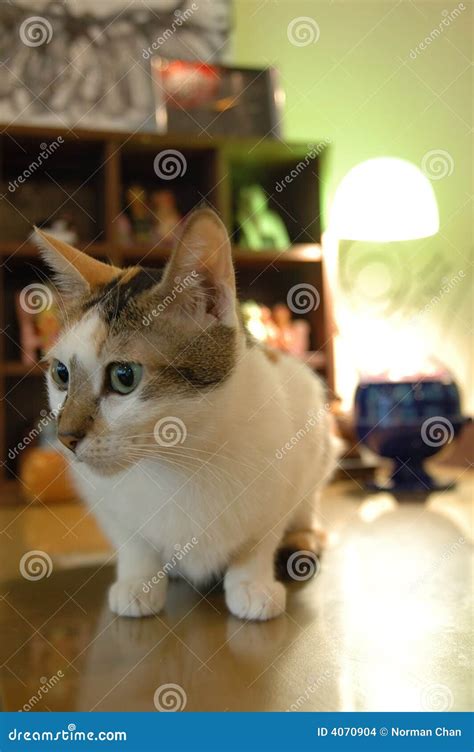 Cat Sitting On Table Stock Photo Image Of Feline Furry 4070904