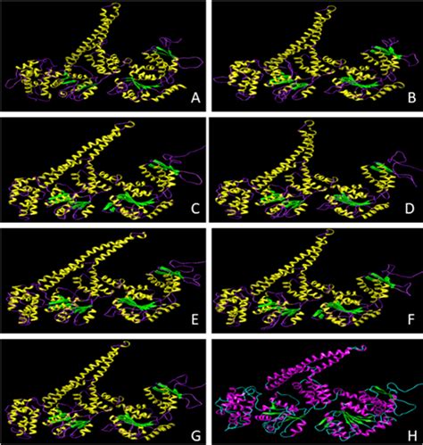 Three Dimensional Structure Of Proteins Encoded By Hsp C Gene In