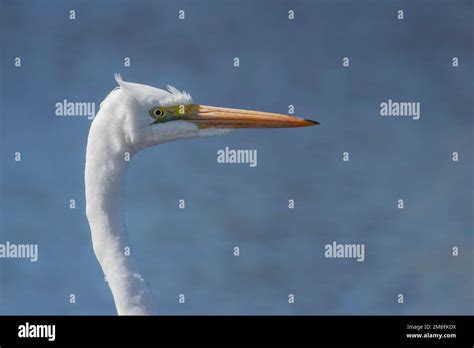 Great Egret White Heron Close Up Of Head And Neck In Side Profile