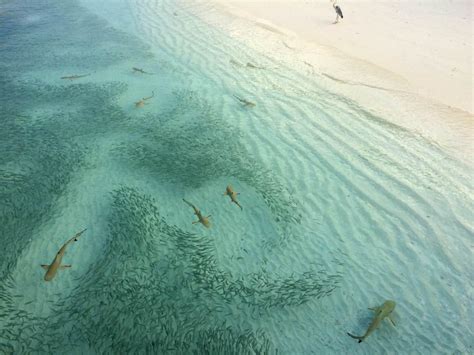 Sharks in Maldives (Types, Season, Safety, Swimming & Dive Sites)