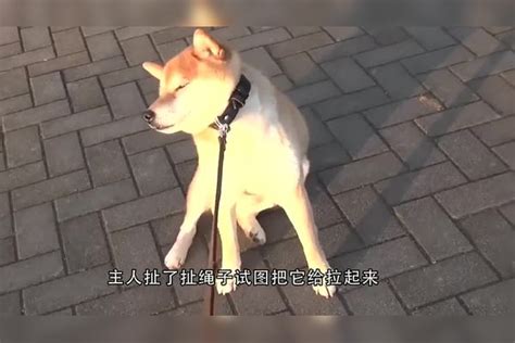 男子在客厅摆多米诺骨牌，小柴犬好奇的伸出爪子，主人快要崩溃了