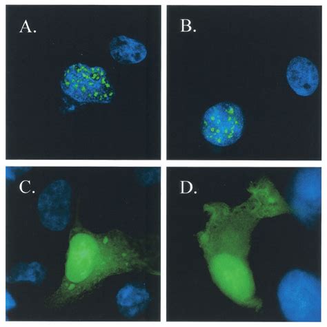 Immuno Fl Uorescence Microscopy Analysis Of The Subcellular