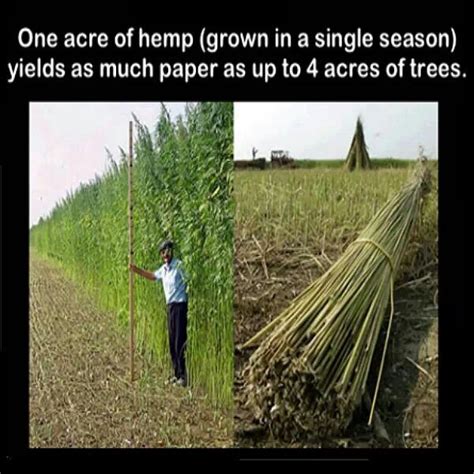 Paper From Hemp Vs Paper From Trees All Natural Pinterest