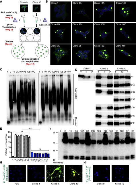 Distinct Tau Prion Strains Propagate In Cells And Mice And Define