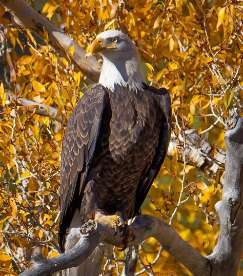 Ouray Image Photography Fall Eagle