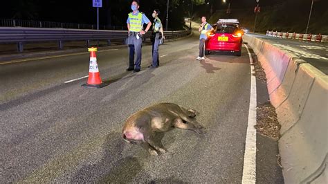 香港仔馬路發現野豬屍體 口鼻流血疑遭車撞斃 星島日報