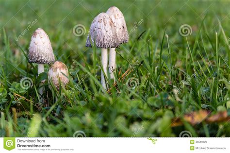 Ink Caps In The Grass Stock Image Image Of Growing 46569629