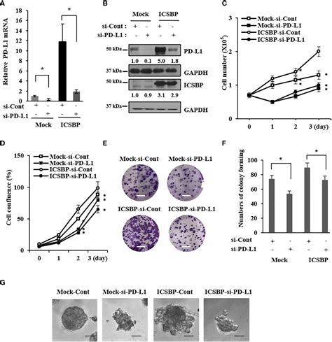 Frontiers Icsbp Induced Pd L1 Enhances Osteosarcoma Cell Growth