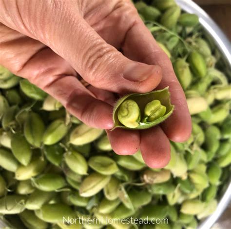 Growing Chickpeas or Garbanzo Beans - Northern Homestead