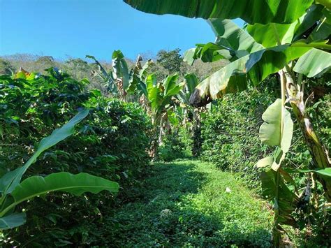 Pesquisa da EPAMIG sobre cultivo de café consorciado banana e