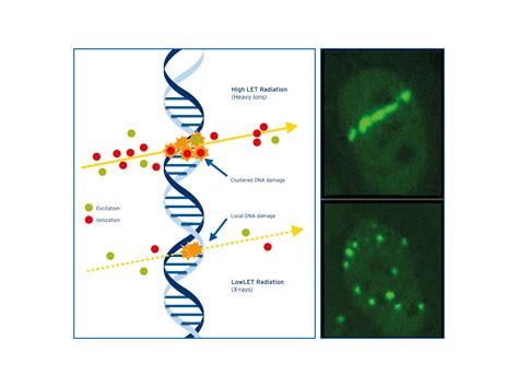 Dna Damage Med Austron