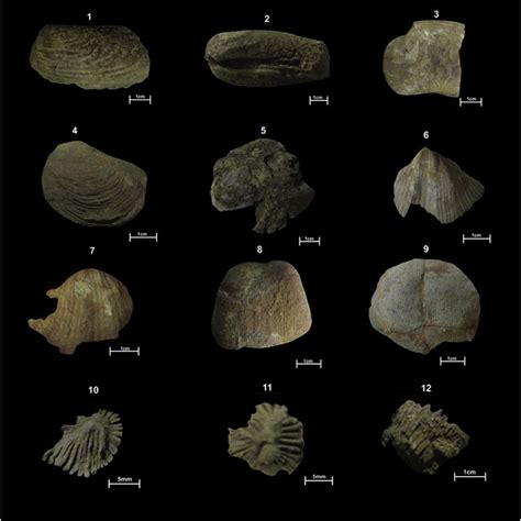 Simplified Stratigraphic Chart Of The Balsas Group Permo Carboniferous Download Scientific