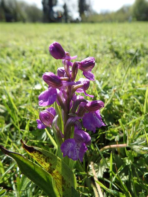 Benson And Ewelme Wildlife April 2016